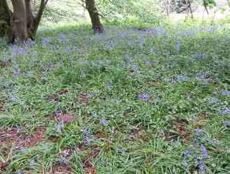 Bluebells in Hazel Woods