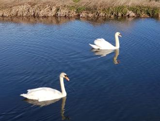 Swans on the Gipping