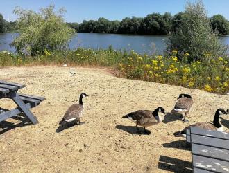 dine with the ducks at the Waterfront Cafe